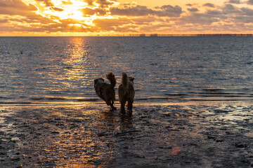 Australian Sheppards rennen in die Nordsee im Sonnenuntergang