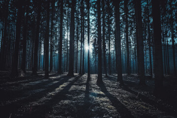 A moonlit forest, with tall trees casting long shadows on the forest floor. 