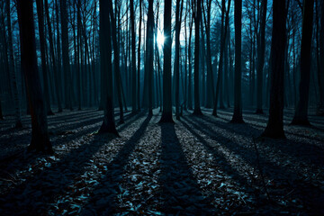 A moonlit forest, with tall trees casting long shadows on the forest floor. 