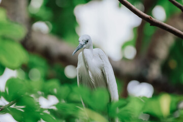 the Egret bird at Tai PO, hong kong