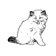 sketch of a cat with a transparent background