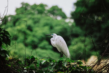 the Egret bird at Tai PO, hong kong