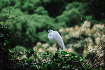 the Egret bird at Tai PO, hong kong