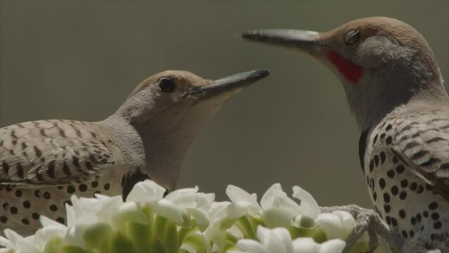 couple of gilded flicker on saguaro blossoms in the desert (slow-motion)