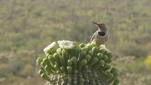 gilded flicker sits on a saguaro cactus in bloom in the Sonoran desert
