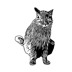 sketch of a cat with a transparent background