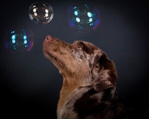 head portrait from a red merle aussidor is looking up to flying colorful bubbles in the dark studio