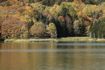 朝晩の冷え込み厳しくなる10月の中旬、葉の色づきが加速してきたダム湖畔 - obrazy, fototapety, plakaty