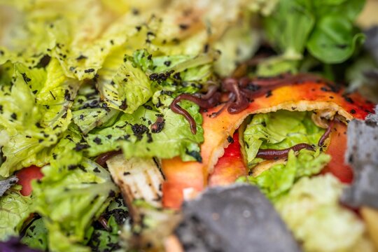 worms in compost pile. making a thermophilic compost with soil biology for fertilizer on a farm in a mesh ring