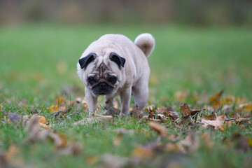 Alter Mops auf der herbstlichen Wiese