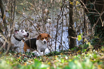 Mischling und Beagle haben Spaß im Park