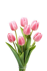  Pink Tulips with Green Leaves on isolated