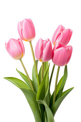 Fototapeta premium Pink Tulips with Green Leaves on isolated