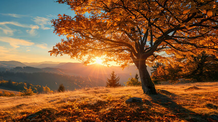 Autumn tree with yellow leaves in the mountains at sun
