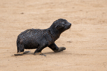 Cape fur seal baby at Cape Cross. These 3 month old pubs of the Cape Fur Seal (Arctocephalus...
