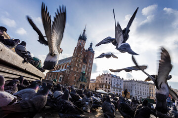 Krakow architecture, birds,  Poland