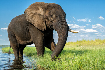 Close encounter with an elephant from a boat. African elephant eating from the fresh grass at the...