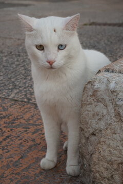 White cat with different colored eyes