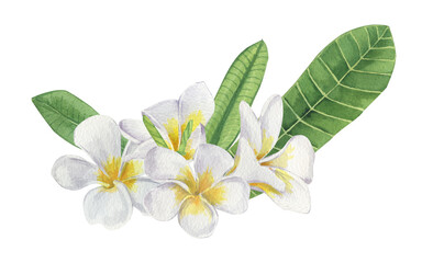 Watercolor tropical flower composition. Realistic  of exotic plants. White Plumeria (Frangipani) flowers. A hand-drawn botanical illustration on a transparent material.