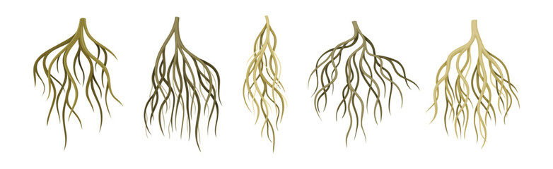Tree Roots with Bare Branched Stem Vector Set