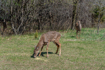 Urban Deer Feeding On Corn Provided For Them By Local Citizens In Spring