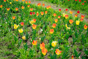 春の農業公園に咲くチューリップ