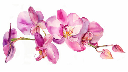 Naklejka na ściany i meble A watercolor painting of pink orchids on a white background