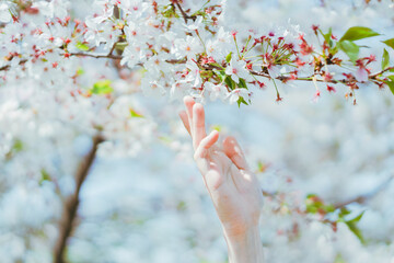 女性が桜に手をのばす