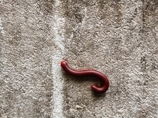 Trigoniulus corallinus, sometimes called the rusty millipede or common Asian millipede, is a...
