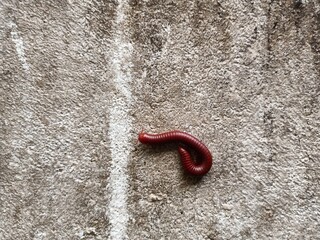 Trigoniulus corallinus, sometimes called the rusty millipede or common Asian millipede, is a...