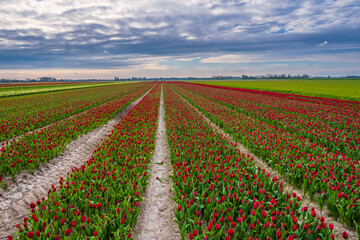 Tulip fields in bloom in the Netherlands on a sunny spring day