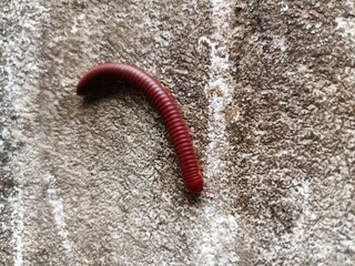 Trigoniulus corallinus, sometimes called the rusty millipede or common Asian millipede, is a...