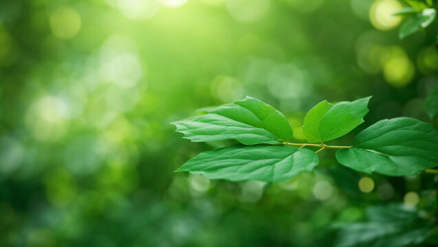 A close up of green leaves of a tree with the sun shining through them