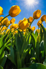 Yellow blooming tulips against a blue sky in the Netherlands on a sunny spring day
