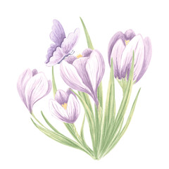 Crocuses with butterfly purple. Watercolor flowers bouquet. Isolated hand drawn illustration of spring saffron blossom. Meadow wild herb. Botanical drawing template for card, print, package, textile.