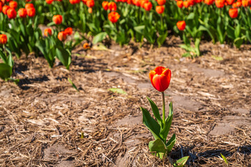 Single blooming tulip in front of a flower bed full of tulips in the Netherlands on a sunny spring day