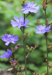 Gemeine Wegwarte oder Gewöhnliche Wegwarte (Cichorium intybus) mit blauen Blüten, Heilpflanze - obrazy, fototapety, plakaty