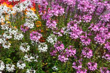 Spinnenblume oder Spinnenpflanze (Tarenaya hassleriana) Staude mit vielen Blüten 
