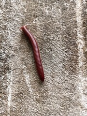 Trigoniulus corallinus, sometimes called the rusty millipede or common Asian millipede, is a...