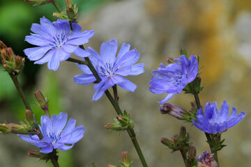 Gemeine Wegwarte oder Gewöhnliche Wegwarte (Cichorium intybus) mit blauen Blüten, Heilpflanze