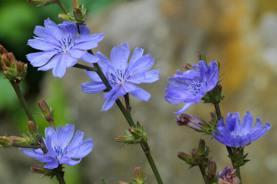 Gemeine Wegwarte oder Gew&ouml;hnliche Wegwarte (Cichorium intybus) mit blauen Bl&uuml;ten, Heilpflanze