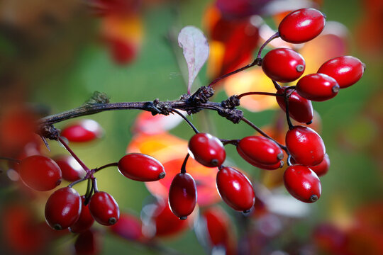 Gew&ouml;hnliche Berberitze (Berberis vulgaris) auch Sauerdorn, Fr&uuml;chte 