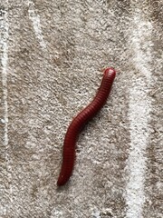 Trigoniulus corallinus, sometimes called the rusty millipede or common Asian millipede, is a species of millipede widely distributed in the Indo-Malayan region including India