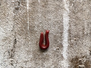 Trigoniulus corallinus, sometimes called the rusty millipede or common Asian millipede, is a...