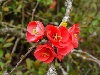 red flowers apple tree blossom