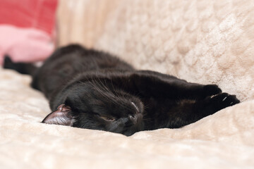 Black cat dozing on the bed in the bedroom