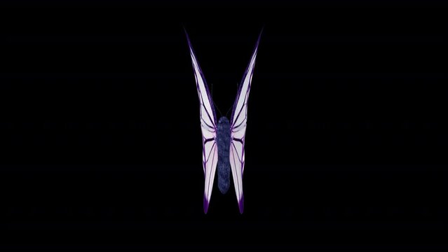 White Purple Exotic Butterfly. 3D animation of a white and purple butterfly with a top view. Looped video with alpha channel.