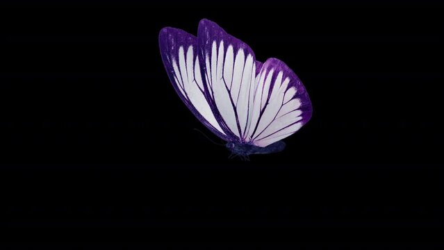 White Purple Exotic Butterfly. 3D animation of a white and purple butterfly from the left front view. Looped video with alpha channel.