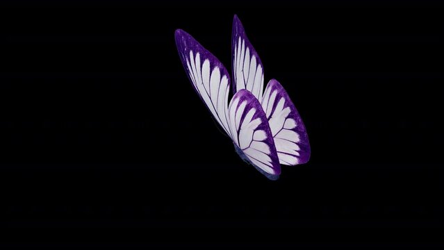 White Purple Exotic Butterfly. 3D animation of a white and purple butterfly with a left rear view. Looped video with alpha channel.