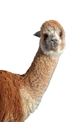 Close up portrait of red alpaca isolated on transparent background, png file © Delphotostock